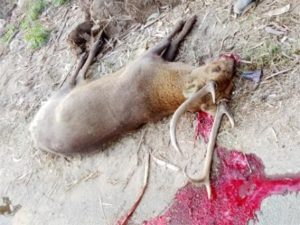 समाचार 11 10 2 |