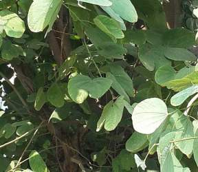 शमी वृक्ष का महत्व