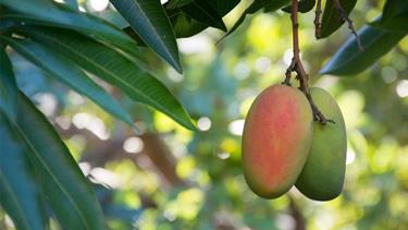 आंधी और बारिश से गेहूं और आम को भारी नुकसान पहुंचा