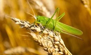 ट्टिडी का भयंकर प्रकोप: कृषकों से अ