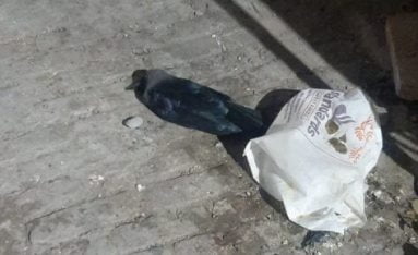 मोहल्ला अब्बुपुर मे मृत कोवे के मिलने से क्षेत्रवासियो मे हड़कंप: भाजपा के जिला उपाध्यक्ष ने अधिकारियों को सूचित किया मोहल्ला अब्बुपुर मे मृत कोवे के मिलने से क्षेत्रवासियो मे हड़कंप: भाजपा के जिला उपाध्यक्ष ने अधिकारियों को सूचित किया