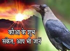 शकुन शास्त्र से संगृहीत कौए के बारे में रोचक व ज्ञान वर्द्धक कुछ जानकारियां