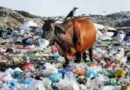 फेंका जाने वाला प्लास्टिक वेस्ट जानवरों के लिए खतरनाक, गाय के पेट से 71 किलो प्लास्टिक वेस्ट निकला