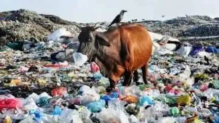 फेंका जाने वाला प्लास्टिक वेस्ट जानवरों के लिए खतरनाक, गाय के पेट से 71 किलो प्लास्टिक वेस्ट निकला