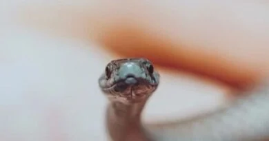 Snake