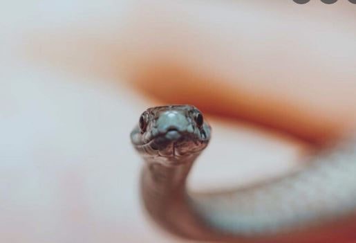 तकिये के नीचे छिपा था सांप: मामी और भांजे की अर्थी एक साथ निकली