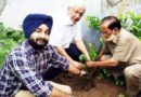 डीएवी डिग्री कालेज बोटेनिकल गार्डन में वृक्षारोपण किया