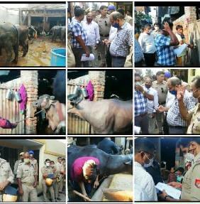 पुलिस प्रशासन ने चलाया अवैध डेयरी संचालको पर चाबुक: आबादी क्षेत्र से डेयरी संचालकों को किया बाहर