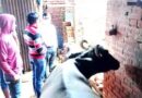 Muzaffarnagar News: मूसलाधार बरसात के कारण मकान की छत गिरी, भैस की मौत