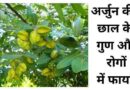 आ गया Healthy मौसम: अमृत तुल्य पेय अर्जुन छाल (Arjun Chaal), Heart Attack ऐसे करे कण्ट्रोल