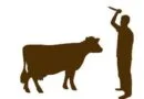 Cow Slaughter