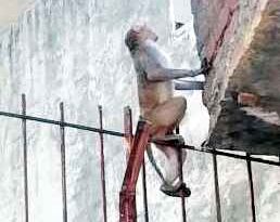 शीघ्र मिलेगी बंदरों और आवारा कुत्तों से निजात: नगर पालिका Muzaffarnagar ने उठाया बड़ा कदम