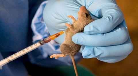 Britain: Lassa Fever वायरस का कोई इलाज नहीं, 3 लोग संक्रमित पाए गए Britain: Lassa Fever वायरस का कोई इलाज नहीं, 3 लोग संक्रमित पाए गए