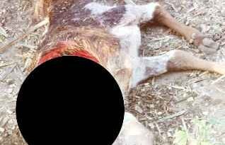 Muzaffarnagar News: तेदुएं ने बछडे पर किया हमला