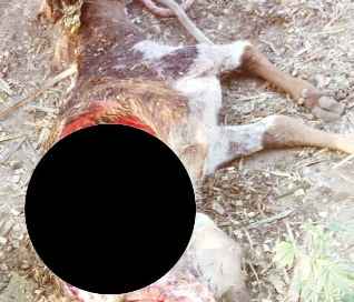 Muzaffarnagar News: तेदुएं ने बछडे पर किया हमला Muzaffarnagar News: तेदुएं ने बछडे पर किया हमला