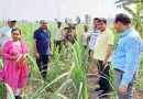 Muzaffarnagar News: गांव संधावली में गन्ना शोध केंद्र के कीट व रोग वैज्ञानिकों ने किया फील्ड विजिट