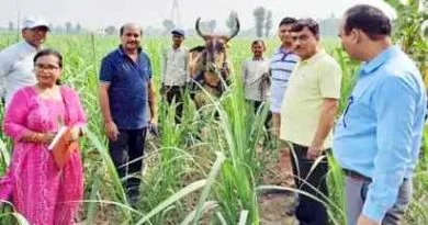 Muzaffarnagar News: गांव संधावली में गन्ना शोध केंद्र के कीट व रोग वैज्ञानिकों ने किया फील्ड विजिट 2 Muzaffarnagar