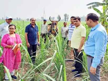 Muzaffarnagar News: गांव संधावली में गन्ना शोध केंद्र के कीट व रोग वैज्ञानिकों ने किया फील्ड विजिट Muzaffarnagar News: गांव संधावली में गन्ना शोध केंद्र के कीट व रोग वैज्ञानिकों ने किया फील्ड विजिट