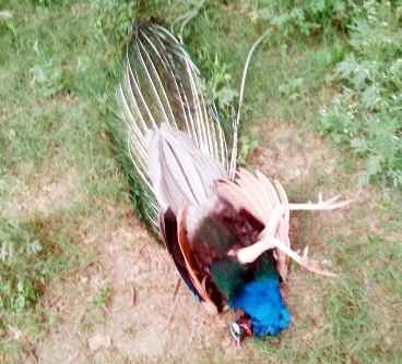 समाचार (Muzaffarnagar News) 10 Muzaffarnagar News