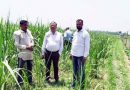 Muzaffarnagar News: गन्ने के प्रक्षेत्र पर घोल का छिडकाव की दी जानकारी