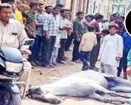 Muzaffarnagar News: करंट से घोड़े की मौत, ऊर्जा निगम पर लापरवाही का आरोप