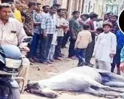 Muzaffarnagar News: करंट से घोड़े की मौत, ऊर्जा निगम पर लापरवाही का आरोप 7 Muzaffarnagar News