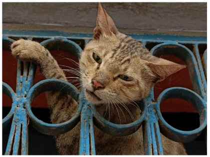 Agra News: खिड़की में फंसी बिल्ली की गर्दन, बिल्ली का वीडियो जमकर वायरल Agra News: खिड़की में फंसी बिल्ली की गर्दन, बिल्ली का वीडियो जमकर वायरल