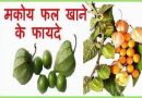 मकोय (Black Nightshade) के बड़े आयुर्वेदिक गुण : Makoy के फायदे और नुकसान, औषधीय सेवन विधि-