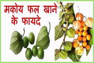 मकोय (Black Nightshade) के बड़े आयुर्वेदिक गुण : Makoy के फायदे और नुकसान, औषधीय सेवन विधि-