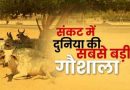 Rajasthan: विश्वप्रसिद्ध पथमेड़ा गौशाला में Lumpy Skin संक्रामक बीमारी से 500 से अधिक गायों की मौत