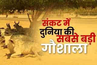 Rajasthan: विश्वप्रसिद्ध पथमेड़ा गौशाला में Lumpy Skin संक्रामक बीमारी से 500 से अधिक गायों की मौत