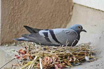 Pigeon