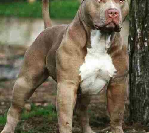 Lucknow News: पालतू कुत्ते Pitbul ने युवक का प्राइवेट पार्ट नोच खाया,लगातार हो रही कुत्तों के हमलों की घटना