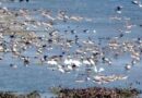 Muzaffarnagar- खूबसूरत परिंदों से Haiderpur Wetland में भरा है खजाना