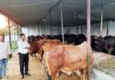 Muzaffarnagar News-गौवंश आश्रय स्थल का विभिन्न पशु चिकित्सकों द्वारा किया निरीक्षण