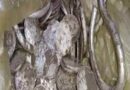 Jalaun News: खुदाई के दौरान जमीन के अंदर से खजाना मिलना शुरू, चांदी के सैकड़ों सिक्के और चांदी के जेवरात