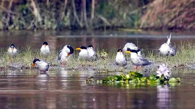 सर्दी की दस्तक के साथ पक्षियों से गुलजार हुआ Muzaffarnagar हैदरपुर वेटलैंड सर्दी की दस्तक के साथ पक्षियों से गुलजार हुआ Muzaffarnagar हैदरपुर वेटलैंड