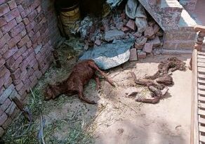 Muzaffarnagar News-गादला में जंगली जानवर ने दो बकरियों को मार डाला,बनी दहशत