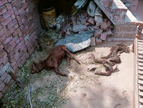 समाचार (Muzaffarnagar News) 5 Muzaffarnagar News