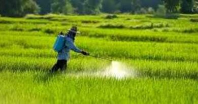 Muzaffarnagar में कीटनाशकों पर प्रतिबंध: बासमती चावल के निर्यात को बढ़ावा देने के लिए महत्वपूर्ण कदम