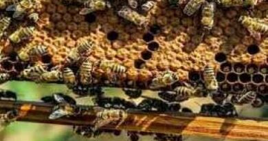 मधुमक्खी पालन (beekeeping) से किसानों की आय दोगुनी: सरकार की योजनाएं और लाभ