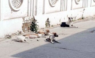 Muzaffarnagar News: खूंखार आवारा कुत्तों का आतंक: कलेक्ट्रेट परिसर से लेकर रिहायशी इलाकों तक दहशत में लोग!