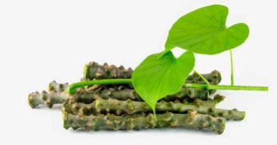 गिलोय (Giloy) पर वैज्ञानिक शोधों में जबरदस्त उछाल – आयुर्वेद की यह जड़ी-बूटी बनी हेल्थ इंडस्ट्री की सेंसेशन!