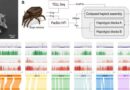 Assembly Strategy And Characteristics Of The P. Peltifer Genome.