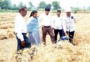 खतौली/Muzaffarnagar में गेहूं की फसल पर Adm का एक्शन! क्रॉप कटिंग से निकला बड़ा राज, किसानों को दी गई सख्त चेतावनी