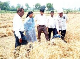 खतौली/Muzaffarnagar में गेहूं की फसल पर Adm का एक्शन! क्रॉप कटिंग से निकला बड़ा राज, किसानों को दी गई सख्त चेतावनी