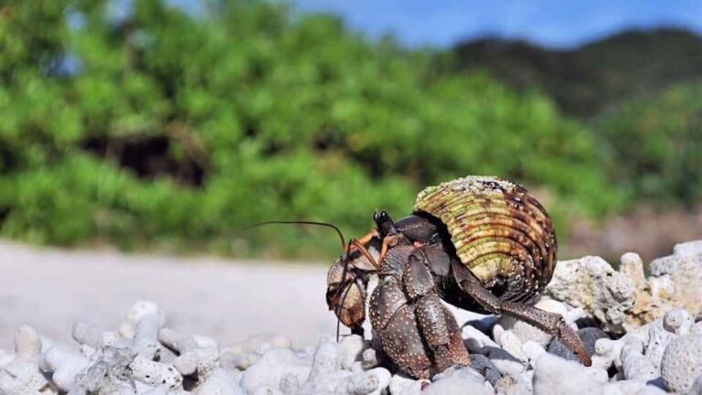 Amami Ōshima में तस्करी की नई साजिश: हरमिट केकड़ों के साथ पकड़े गए चीनी नागरिक, क्या था असली इरादा?