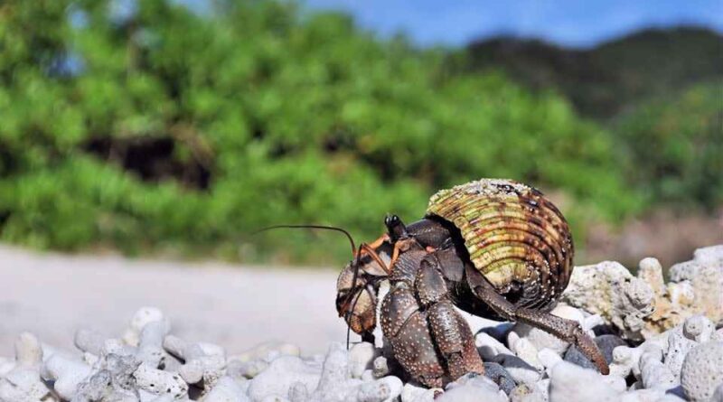 Amami Ōshima में तस्करी की नई साजिश: हरमिट केकड़ों के साथ पकड़े गए चीनी नागरिक, क्या था असली इरादा?