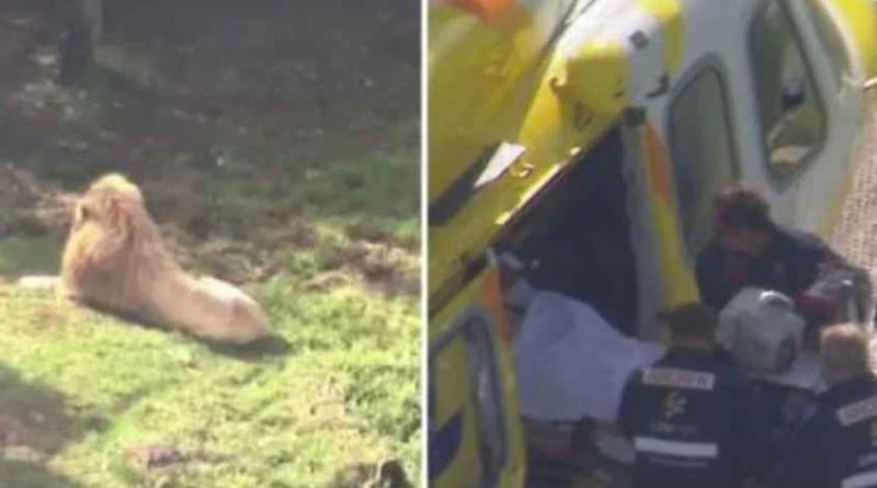 🔥शेर का खूनी पंजा: Australia के चिड़ियाघर में महिला का हाथ नोचकर खा गया बब्बर शेर, कटी बाजू, मचा कोहराम!🔥