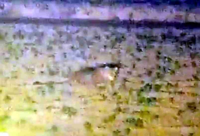 Muzaffarnagar चरथावल में दहशत की रात: रोनी हाजीपुर–बिरालसी के बीच खेत में दिखा तेंदुआ, एक महीने से मंडरा रहा खतरा! ग्रामीणों में दहशत, वन विभाग पर लापरवाही के आरोप Muzaffarnagar चरथावल में दहशत की रात: रोनी हाजीपुर–बिरालसी के बीच खेत में दिखा तेंदुआ, एक महीने से मंडरा रहा खतरा! ग्रामीणों में दहशत, वन विभाग पर लापरवाही के आरोप